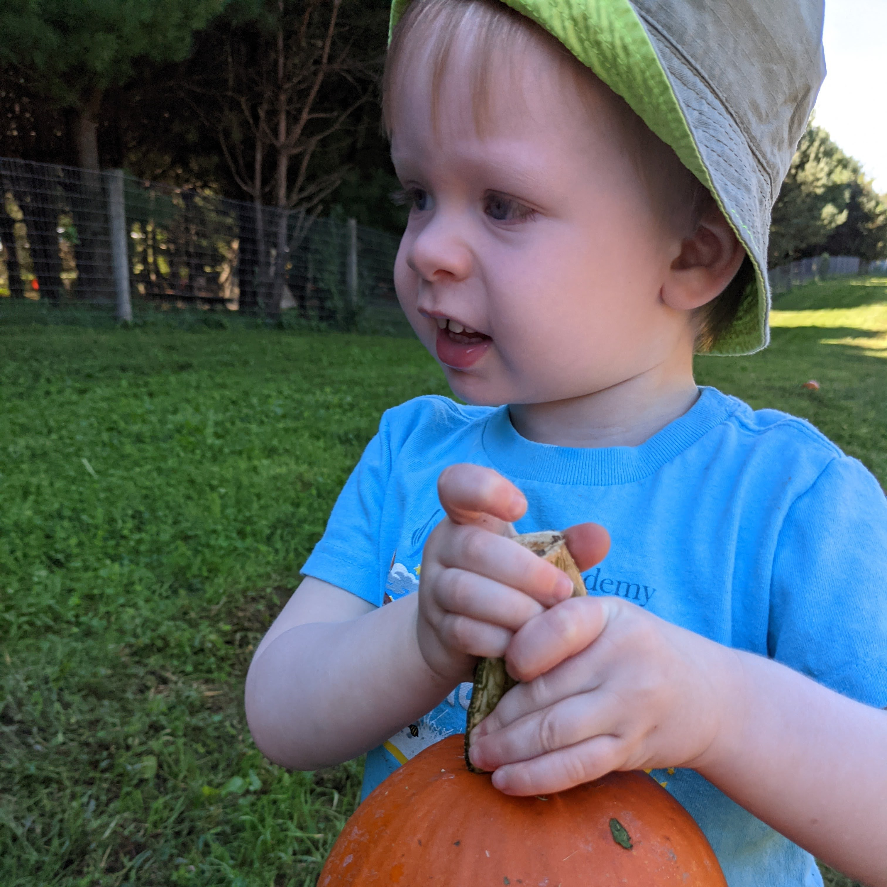 Picking pumpkins