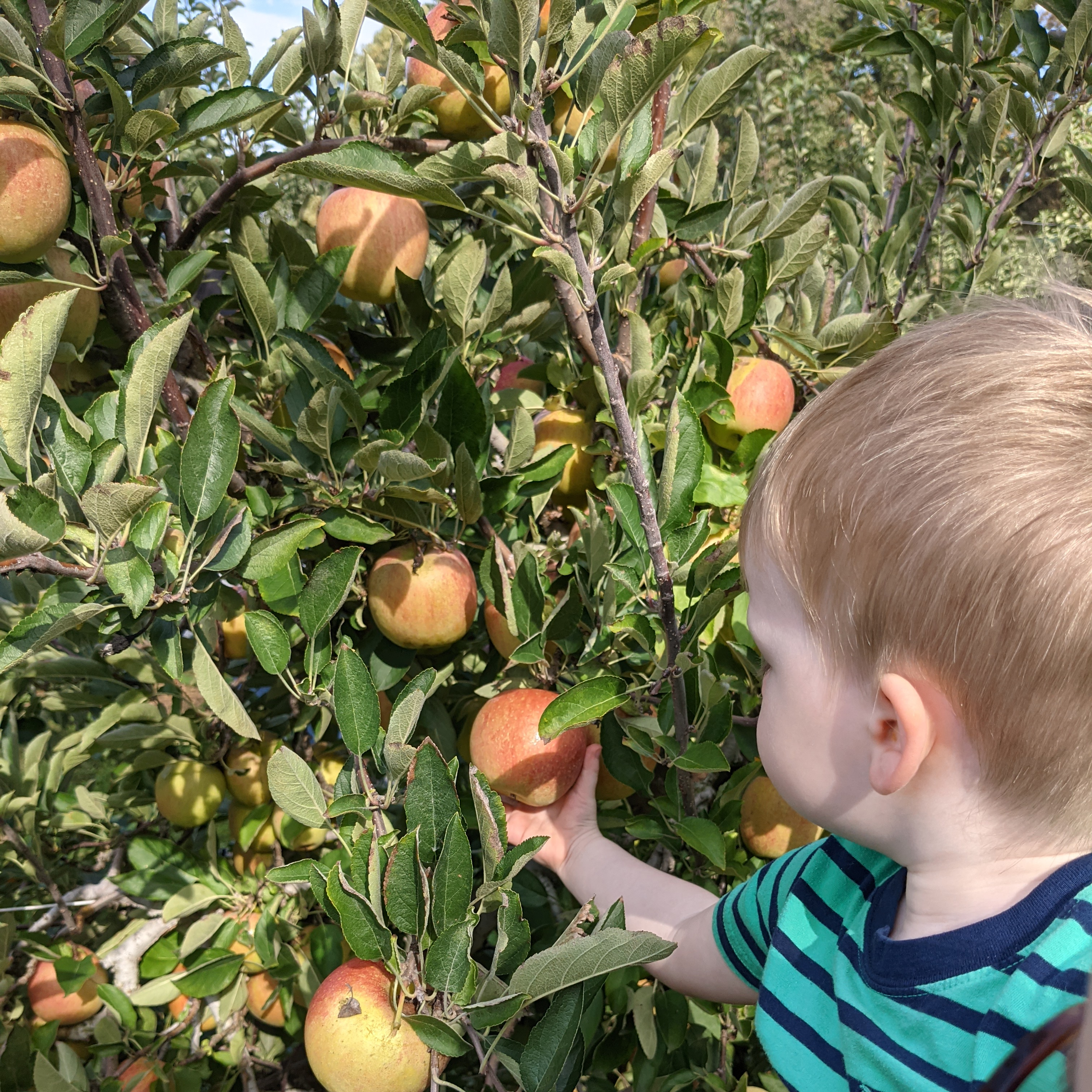 Picking apples